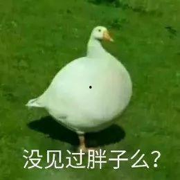 娱乐吃瓜鹅鸭视频